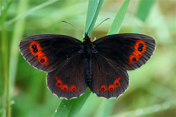 Scotch Argus Picture Board by Macrae Images