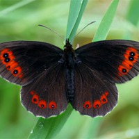 Buy canvas prints of Scotch Argus by Macrae Images