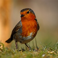 Buy canvas prints of Robin by Macrae Images