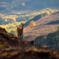 Buy canvas prints of Red deer calf by Macrae Images