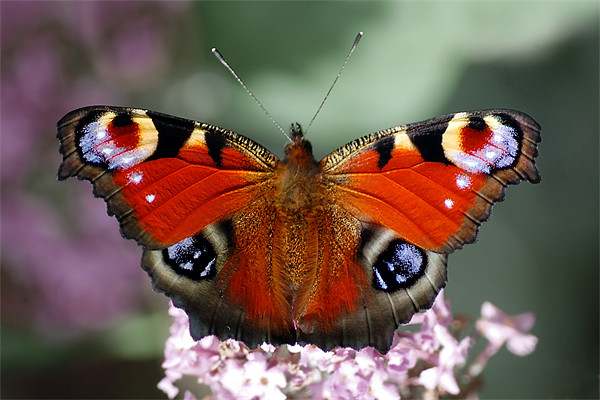 Peacock butterfly Picture Board by Macrae Images