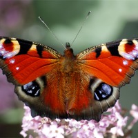 Buy canvas prints of Peacock butterfly by Macrae Images