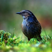 Buy canvas prints of Dunnock by Macrae Images