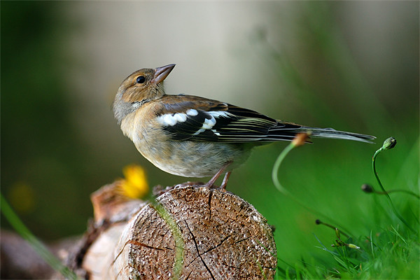 Chaffinch Picture Board by Macrae Images