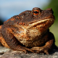 Buy canvas prints of Toad by Macrae Images
