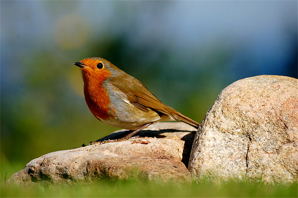 Robin Picture Board by Macrae Images