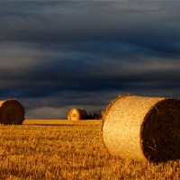 Buy canvas prints of Bales by Macrae Images