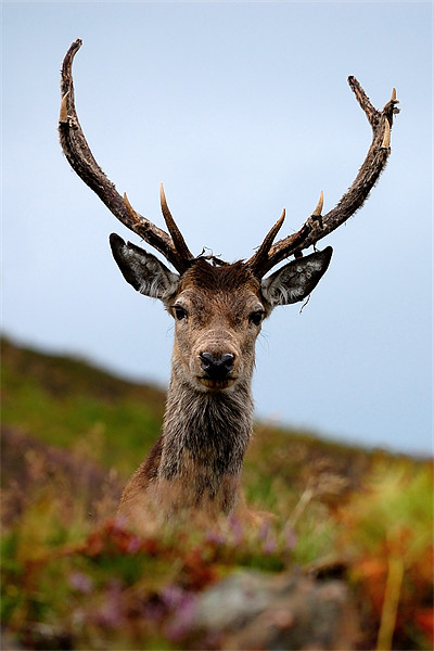 Red deer stag Picture Board by Macrae Images