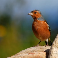 Buy canvas prints of Chaffinch by Macrae Images