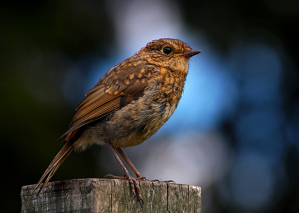 Juvenile Robin Picture Board by Macrae Images