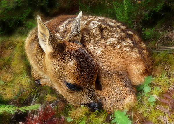 Roe deer fawn Picture Board by Macrae Images