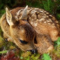 Buy canvas prints of Roe deer fawn by Macrae Images