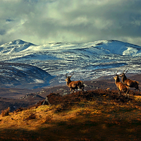 Buy canvas prints of Stags at Strathglass by Macrae Images