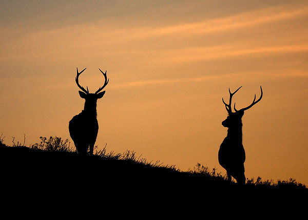 Stag silhouettes Picture Board by Macrae Images