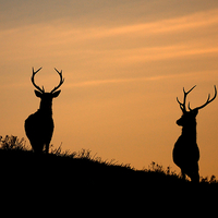 Buy canvas prints of Stag silhouettes by Macrae Images