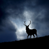 Buy canvas prints of The stag by Macrae Images