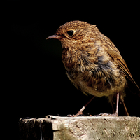 Buy canvas prints of Juvenile Robin by Macrae Images