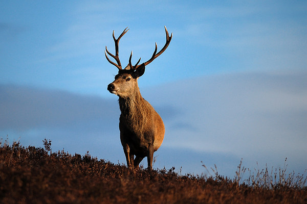 Highland Stag Picture Board by Macrae Images