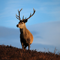 Buy canvas prints of Highland Stag by Macrae Images