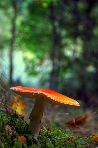 Fly agaric Picture Board by Macrae Images