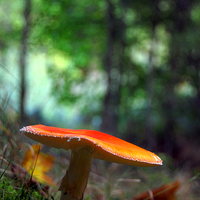 Buy canvas prints of Fly agaric by Macrae Images