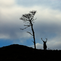 Buy canvas prints of Highland silhouettes by Macrae Images