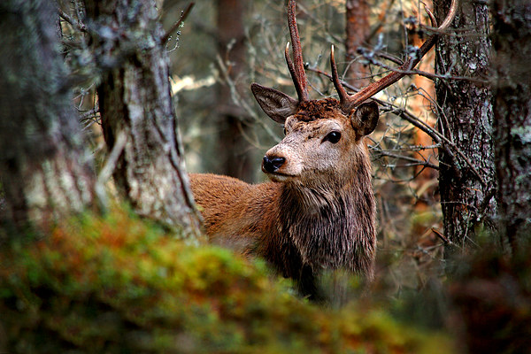 Stag in the woods Picture Board by Macrae Images