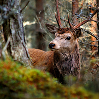 Buy canvas prints of Stag in the woods by Macrae Images
