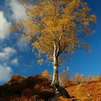 Buy canvas prints of Autumn Gold by Macrae Images