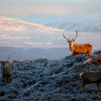 Buy canvas prints of Sunlit Stag by Macrae Images