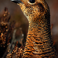 Buy canvas prints of Red Grouse by Macrae Images