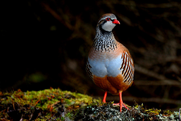 Red-legged Partridge Picture Board by Macrae Images