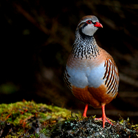 Buy canvas prints of Red-legged Partridge by Macrae Images