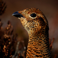 Buy canvas prints of Red Grouse by Macrae Images