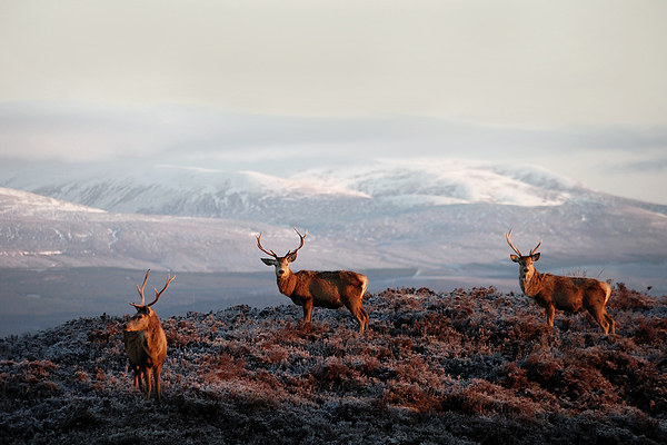 Red deer stags Picture Board by Macrae Images