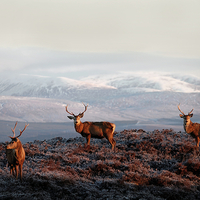 Buy canvas prints of Red deer stags by Macrae Images