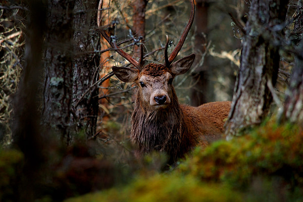 Stag in the woods Picture Board by Macrae Images