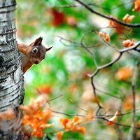 Buy canvas prints of Red squirrel by Macrae Images