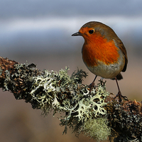 Buy canvas prints of Robin by Macrae Images