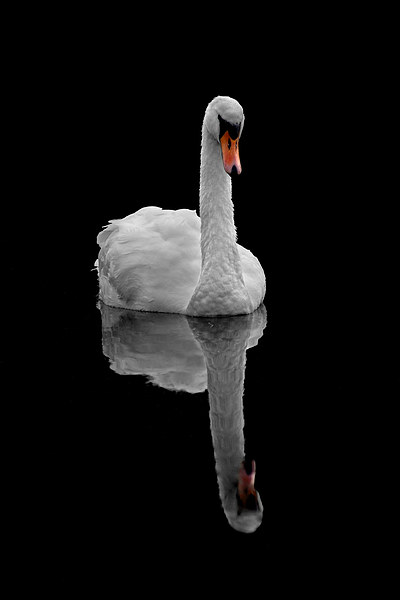 Mute swan Picture Board by Macrae Images