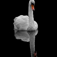 Buy canvas prints of Mute swan by Macrae Images