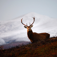 Buy canvas prints of Winter stag by Macrae Images