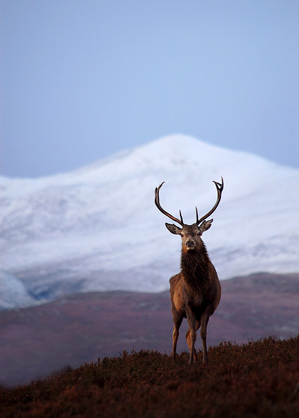 Winter stag portrait Picture Board by Macrae Images