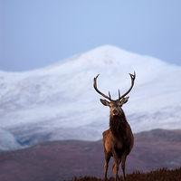 Buy canvas prints of Winter stag portrait by Macrae Images