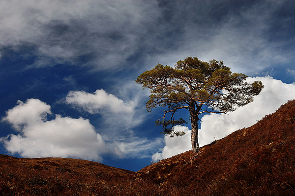 Scots pine, Glen Affric Picture Board by Macrae Images