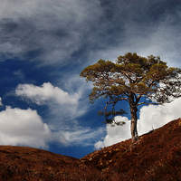 Buy canvas prints of Scots pine, Glen Affric by Macrae Images