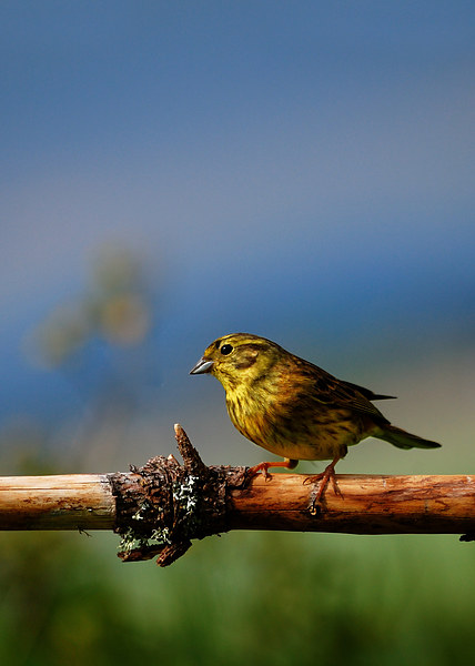Yellowhammer Picture Board by Macrae Images