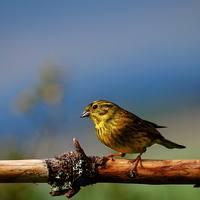 Buy canvas prints of Yellowhammer by Macrae Images
