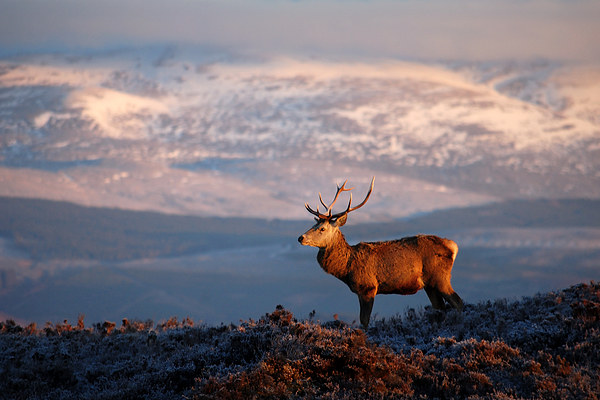 Red deer stag Picture Board by Macrae Images