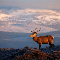 Buy canvas prints of Red deer stag by Macrae Images